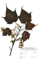 藏品(臺灣紅榨槭)的圖片